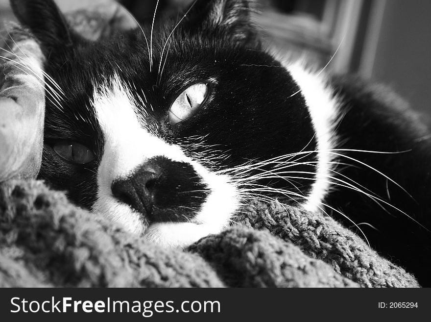 Portrait of a sleepy cat in black and white