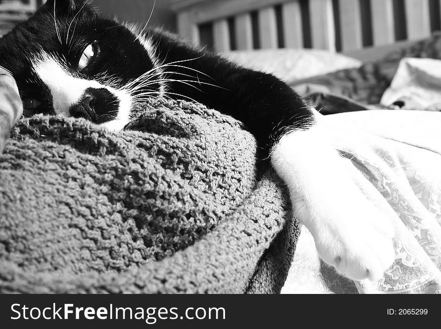 Portrait of a sleepy cat in black and white