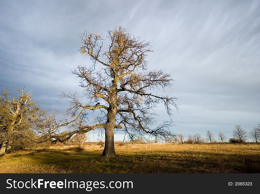 An old tree stand in the light with blue sky. An old tree stand in the light with blue sky