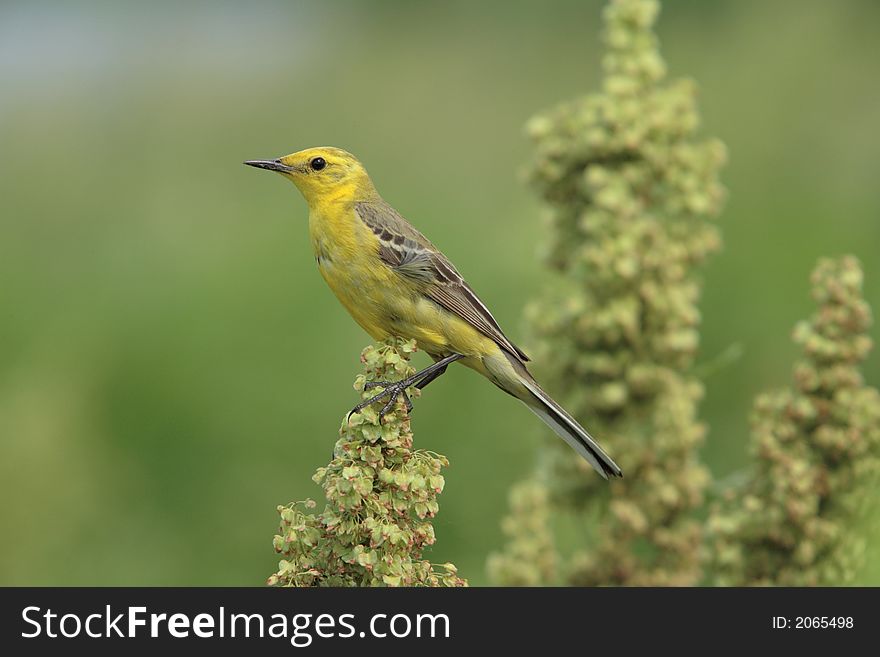 Wagtail with the yellow head, sitting on a bush. Wagtail with the yellow head, sitting on a bush
