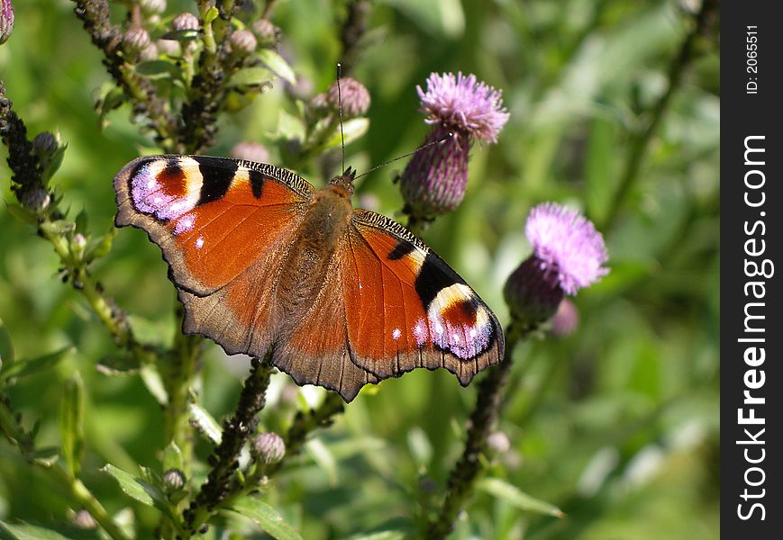 The butterfly big peacock an eye, sitting on a bush of a thistle. The butterfly big peacock an eye, sitting on a bush of a thistle