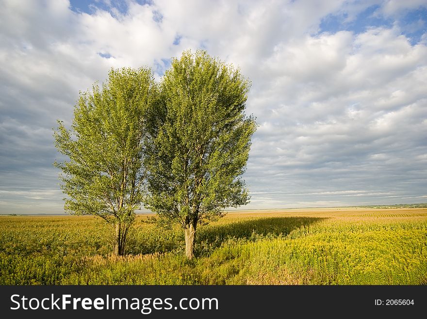 Two tree on field with white clouds