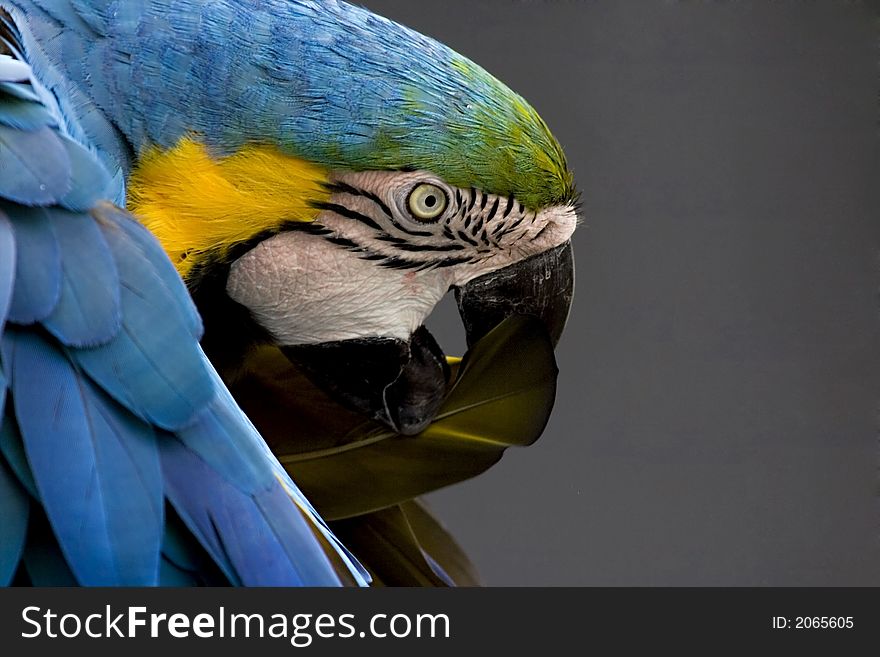 Ara ararauna Aridae, Arinae, araruna, macaw. Ara ararauna Aridae, Arinae, araruna, macaw