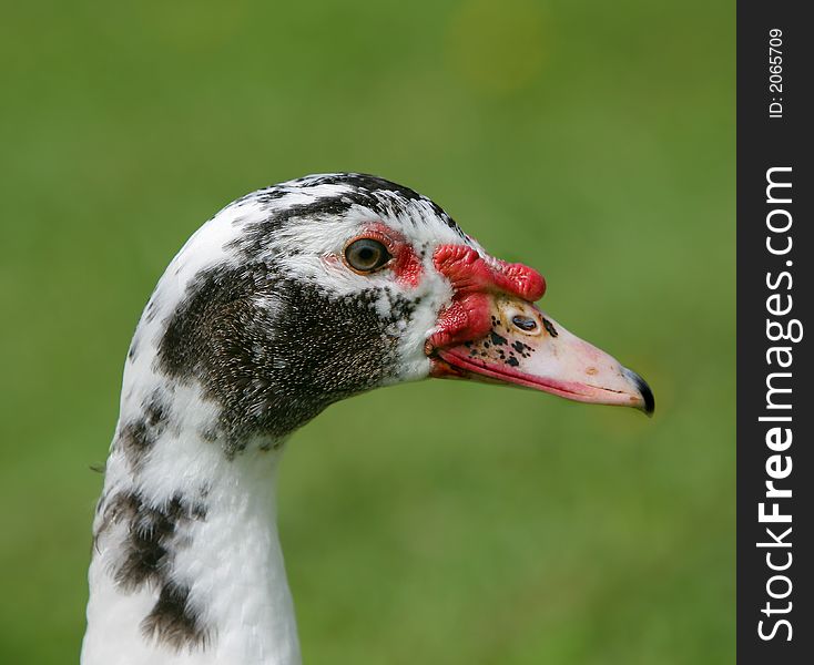 Photo of goose - icon farm bird