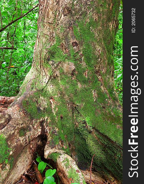 Photo of a tree in a rain forest