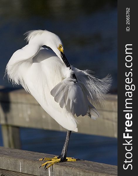 Snowy Egret, Bird, Florida, Egret, Animal