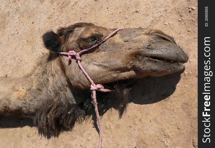 Camel head in moroccan desert