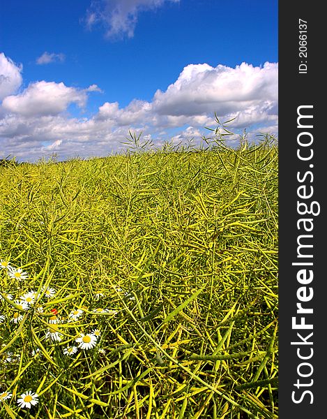 A semi-close up photo of a field in the countryside at summertime. A semi-close up photo of a field in the countryside at summertime