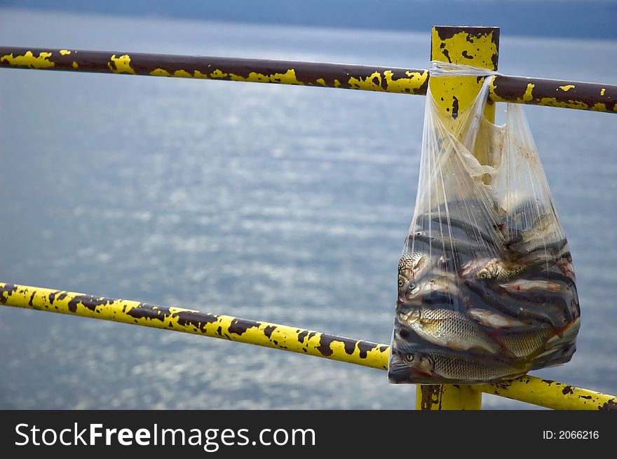 Fish kept in a plastic bag, hanging on a fence, by the lake