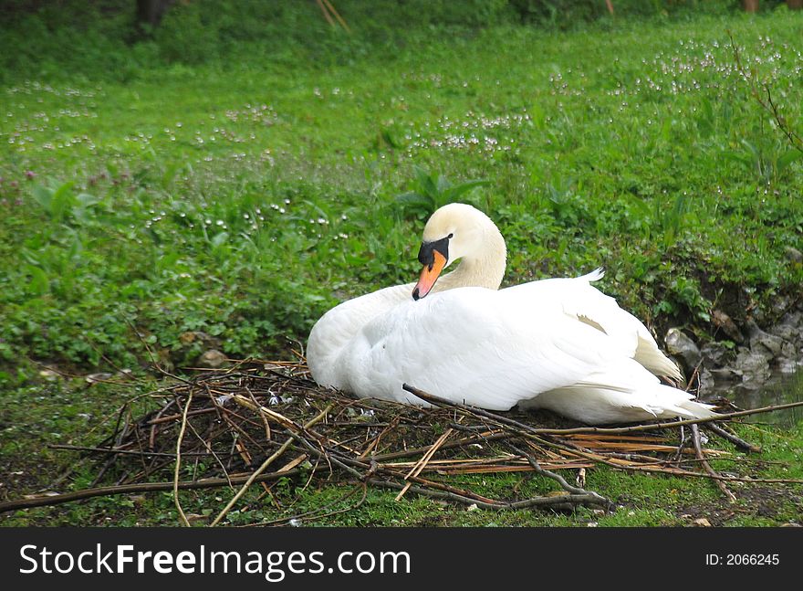 Swans Rest