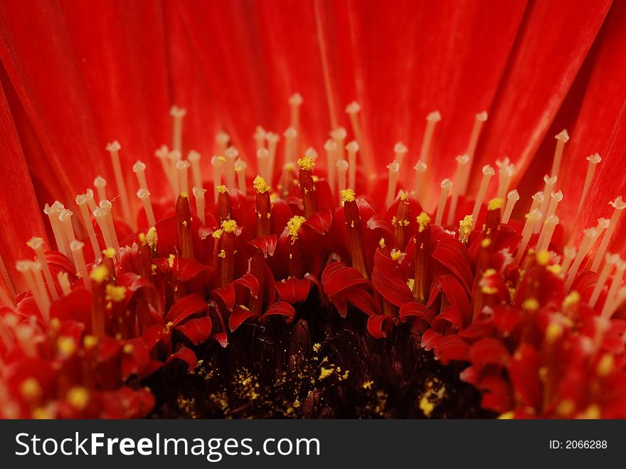 Red gerbera super macro
flower. Red gerbera super macro
flower