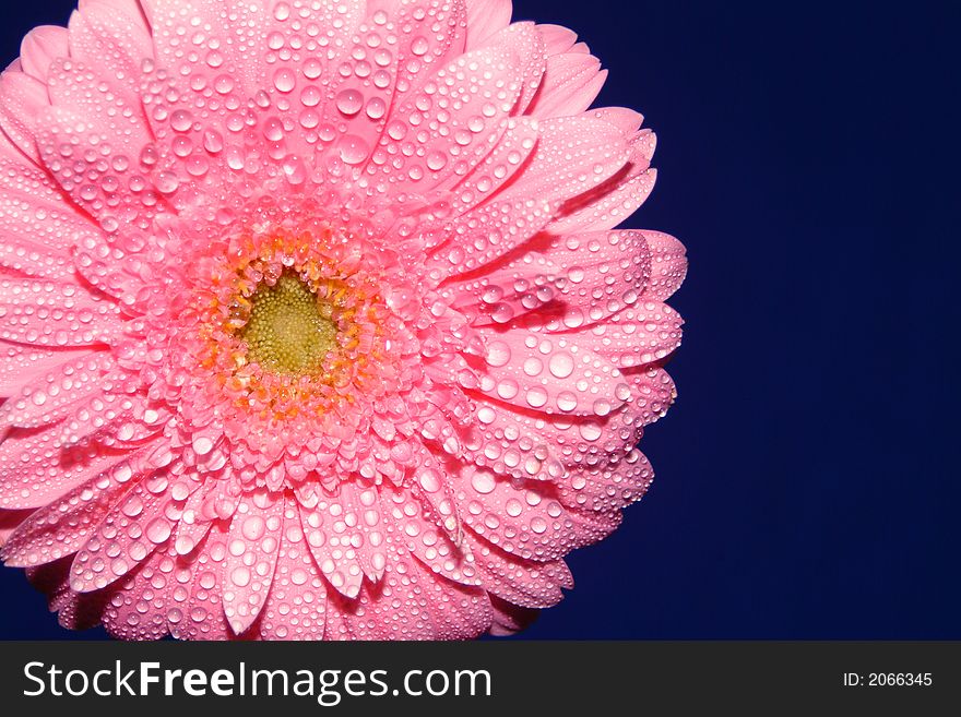 Pink gerbera on the blue background