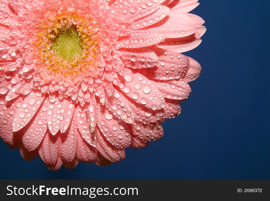 Pink gerbera on the blue background