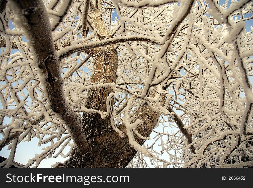 Capturing Hoar Frost upon the tree's in my garden one Decembers Day. Capturing Hoar Frost upon the tree's in my garden one Decembers Day