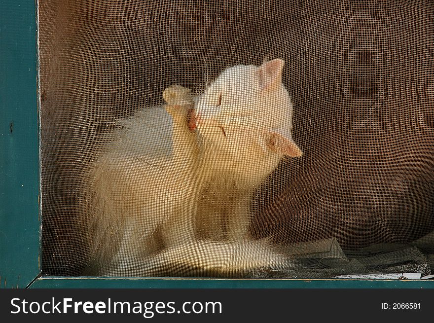 A cat licking by the window, in a green frame with a metal net.