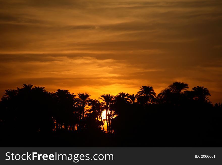Sunset With Palm Trees