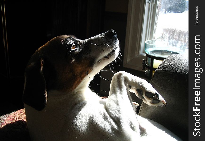 My dog was posing for me in the sunlight. My dog was posing for me in the sunlight.