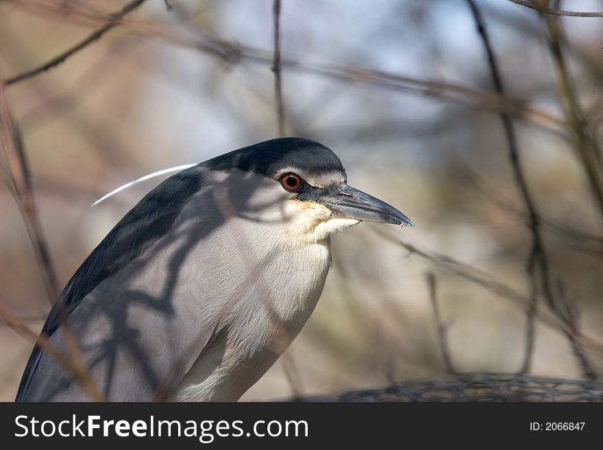 Black-crowned Night Heron