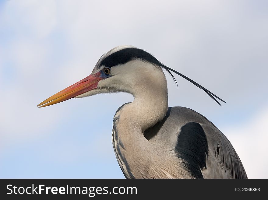 Great Blue Heron with sky background