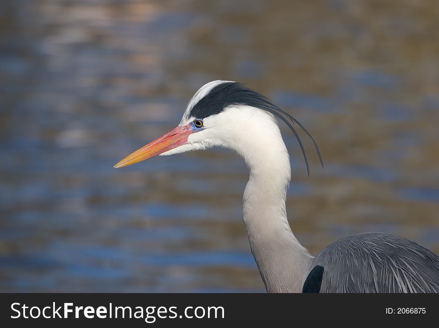 Great Blue Heron at rest