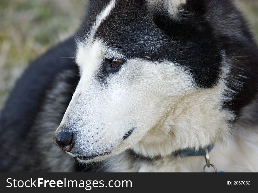 Siberian Husky Dog Profile - Headshot
Part/Some Wolf