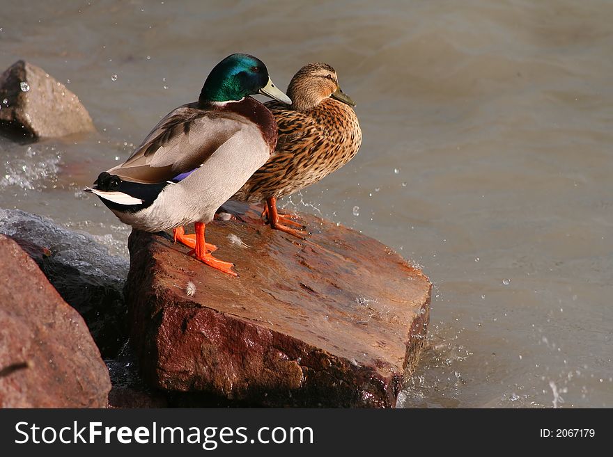 Two ducks, a male and a female, on a rock at the beach. Two ducks, a male and a female, on a rock at the beach.