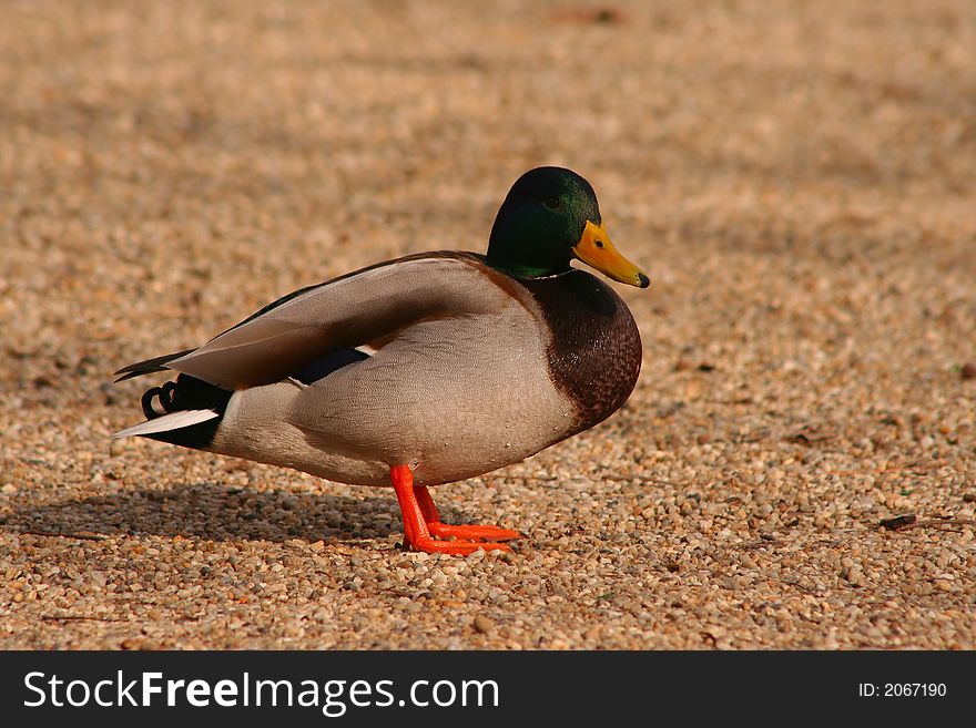 A colourful mallard duck waddling. A colourful mallard duck waddling.