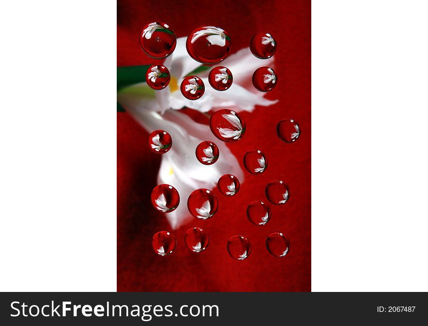 White iris on red background reflected in drops. White iris on red background reflected in drops