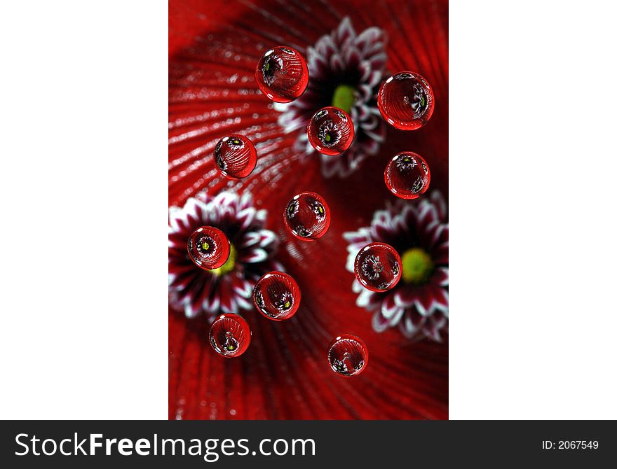 Flowers on a red background reflected in drops. Flowers on a red background reflected in drops