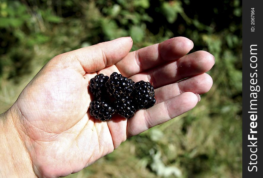 Freshly Picked Ripe Blackberries, Seattle Washington