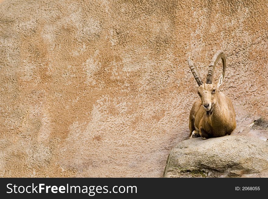 Ibex resting and watching for predators from a ledge