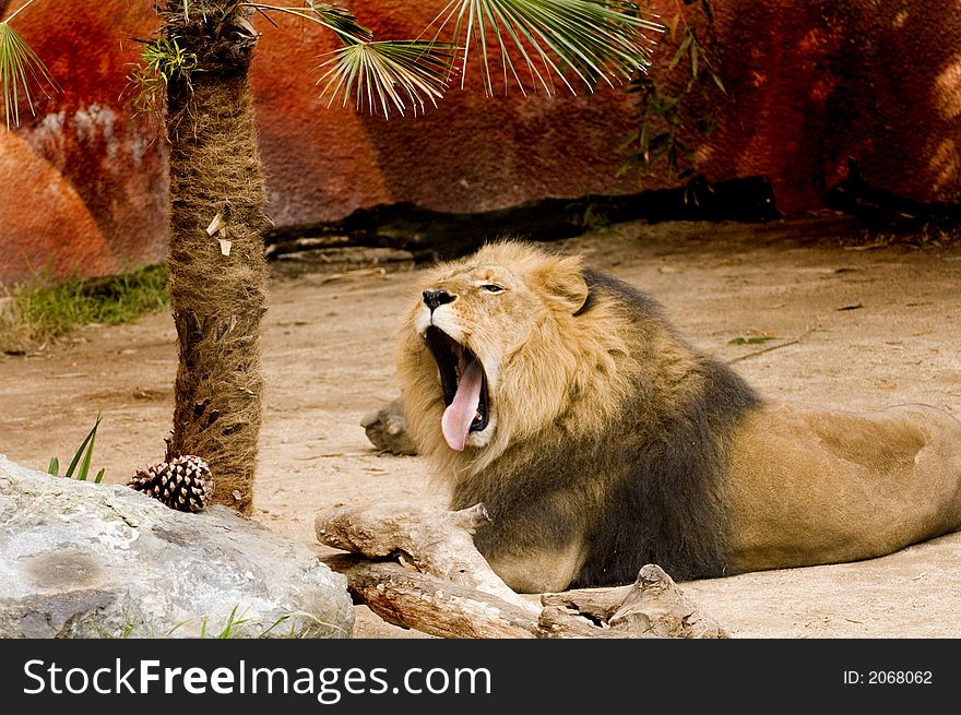 Lion at rest with mouth open yawning bored with no action. Lion at rest with mouth open yawning bored with no action