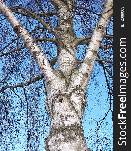 Birch tree in blue sky