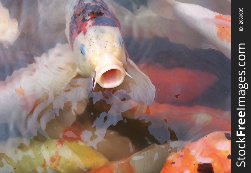 Koi carps in the pond looking for food. Koi carps in the pond looking for food