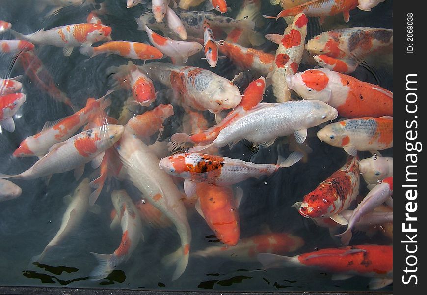 Many koi carps looking for some food in the pond. Many koi carps looking for some food in the pond.