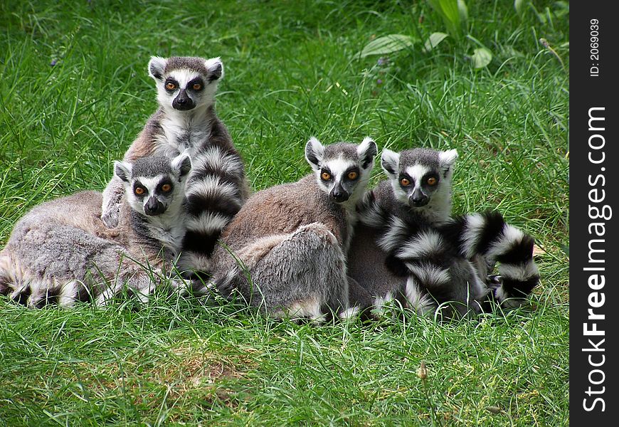 A group of ring-tailed lemurs sitting in the grass