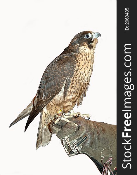 Peregrine falcon sitting on glove on a white background