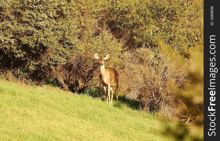 Blacktail doe looking intently at the viewer