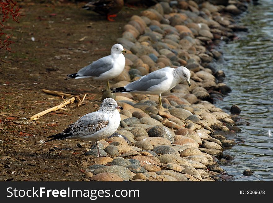 Seagulls on the shore of a man-made lake in an urban park in Northern California