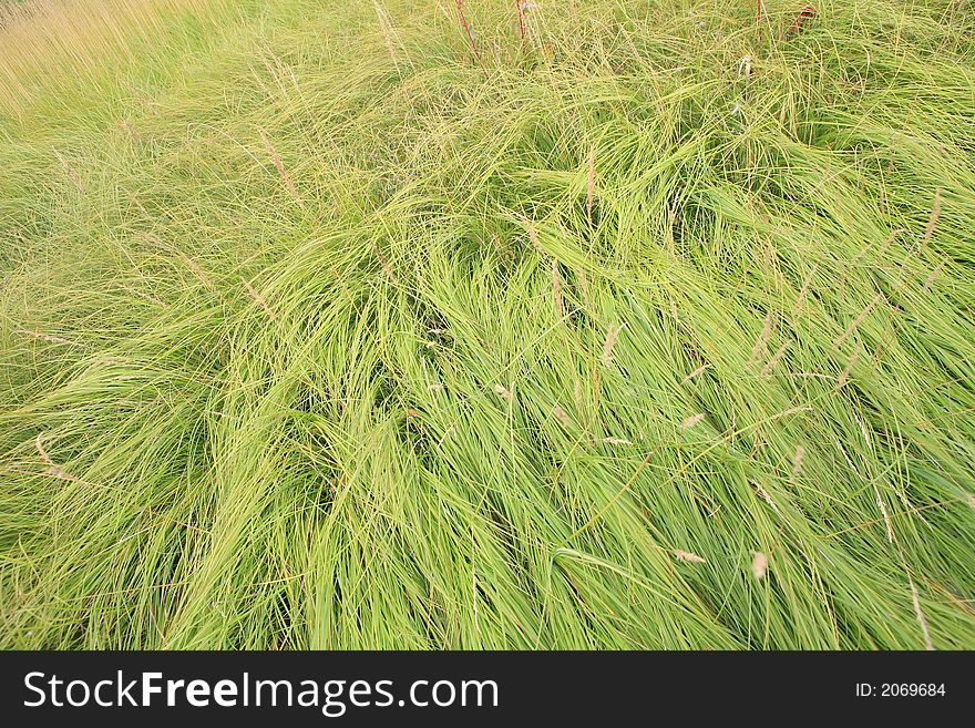 beaty ofsummer Green grass  background
