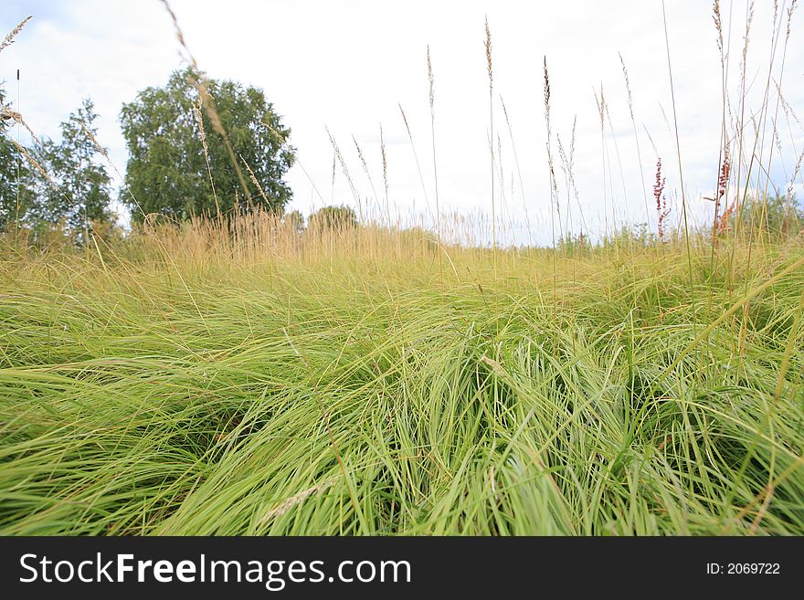 Green grass on a background of the blue sky. Green grass on a background of the blue sky