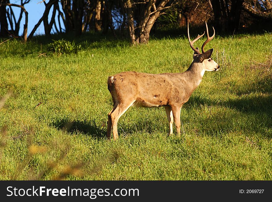 Blacktail buck standing and looking