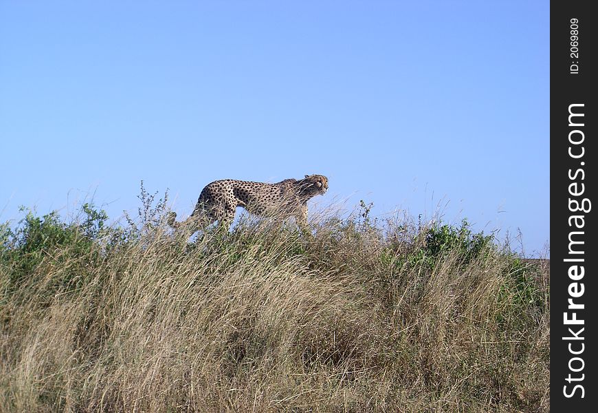 A male cheetah on the hunt for prey