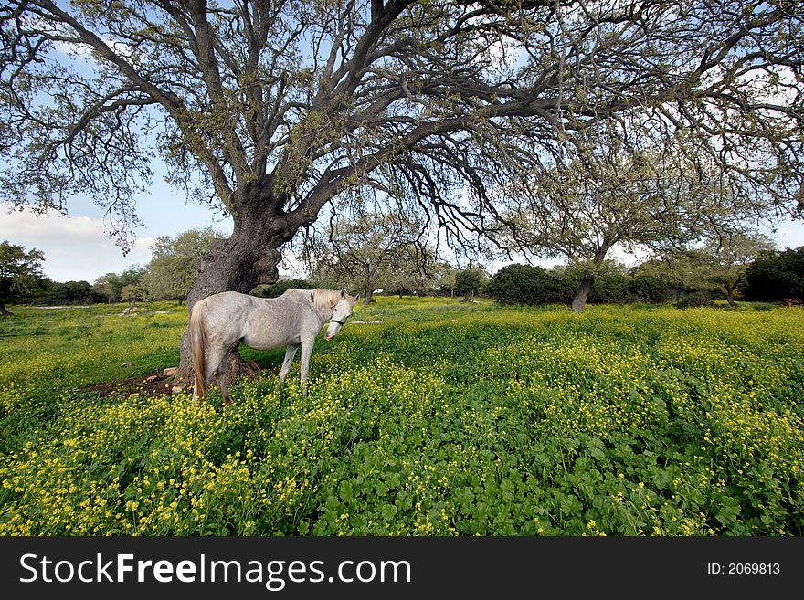 Gray horse under branchy tree in the sunny spring day. Gray horse under branchy tree in the sunny spring day