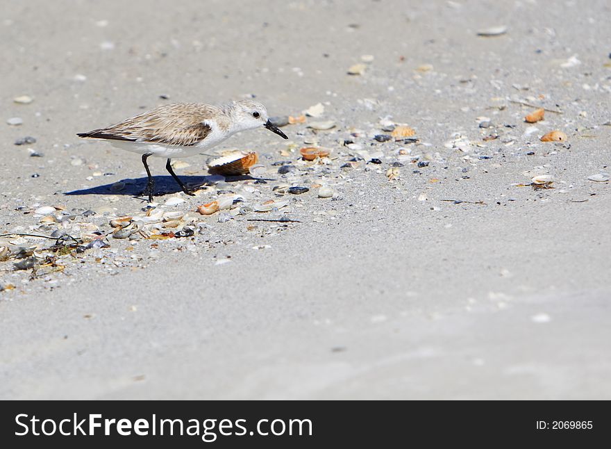 Sandpiper on the beach looking for food