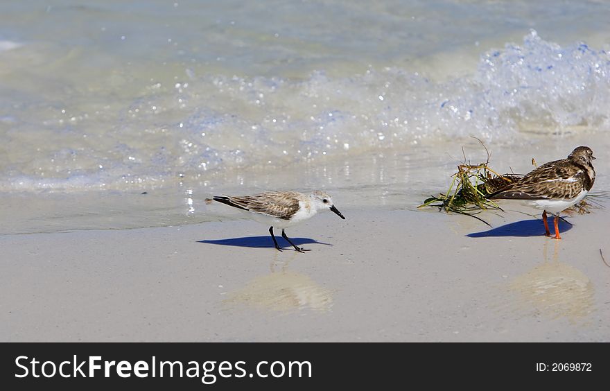 Sandpiper on the beach looking for food