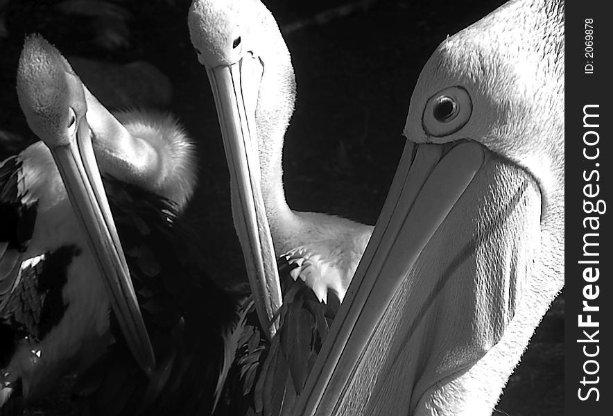 A group of pelican's face's. A group of pelican's face's