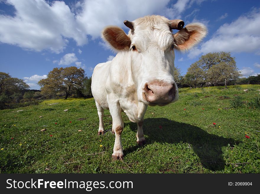 White cow standing on the meadow and staring on you. White cow standing on the meadow and staring on you