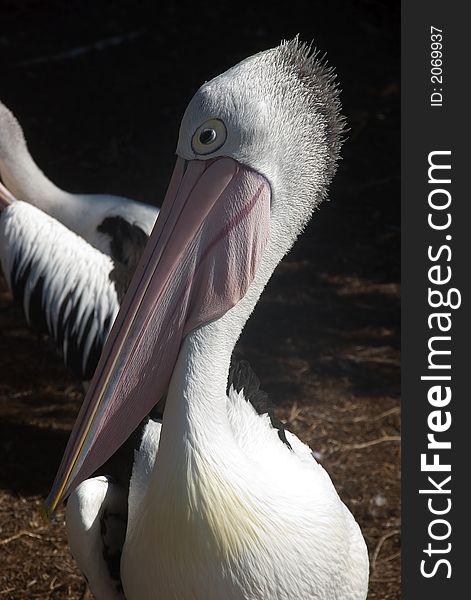 A single australian pelicans face. A single australian pelicans face
