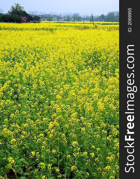 field in Sichuan,west of China. field in Sichuan,west of China
